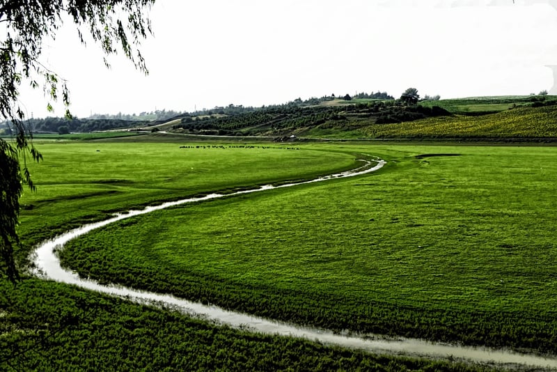 Bordeaux Vineyard
